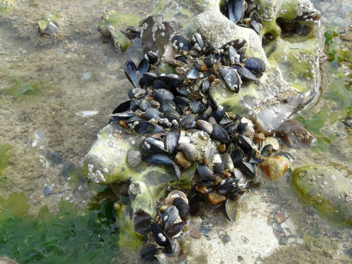 L'Ecoutille Dieppe Kültér fotó